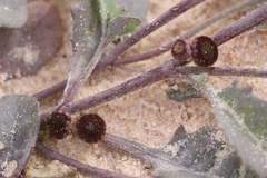 Sphaeromorphaea littoralis