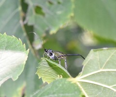 Pelecinus polyturator