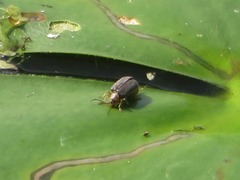 Galerucella nymphaeae