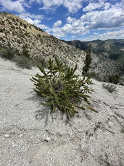 Pinus longaeva