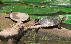 Graptemys geographica