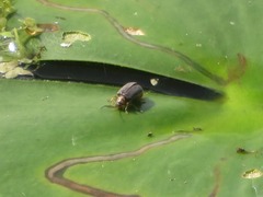 Galerucella nymphaeae