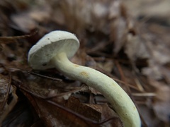 Leccinellum albellum