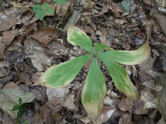 Medeola virginiana
