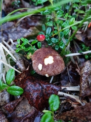 Suillus cavipes
