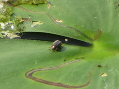 Galerucella nymphaeae