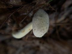 Leccinellum albellum