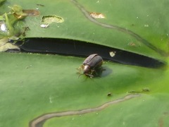 Galerucella nymphaeae