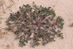 Sphaeromorphaea littoralis