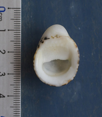 Nerita albicilla