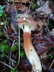 Suillus cavipes