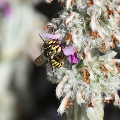 Anthidium manicatum