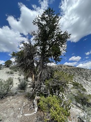Pinus longaeva