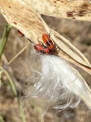 Lygaeus kalmii