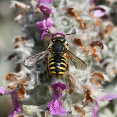 Anthidium manicatum