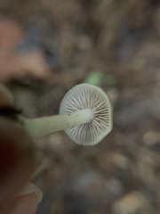 Nolanea