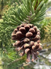 Pinus longaeva