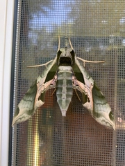 Eumorpha pandorus