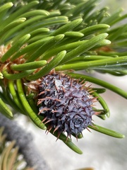 Pinus longaeva