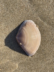 Austromactra rufescens