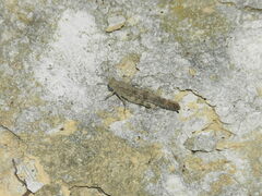 Dissosteira carolina