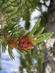 Pinus longaeva
