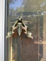 Eumorpha pandorus