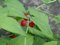 Streptopus amplexifolius
