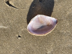 Austromactra rufescens