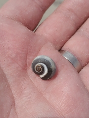 Neverita duplicata