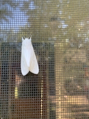 Eumorpha pandorus
