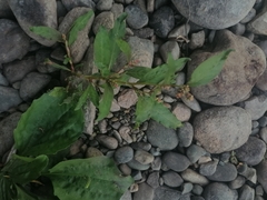 Persicaria tomentosa