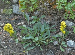 Solidago simplex