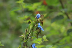 Commelina tuberosa