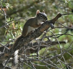 Tamiasciurus fremonti
