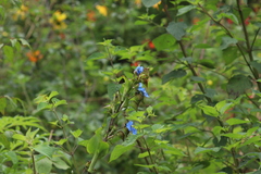 Commelina tuberosa