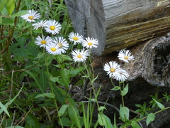 Erigeron speciosus