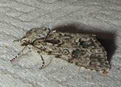 Acronicta impressa