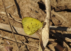 Eurema smilax