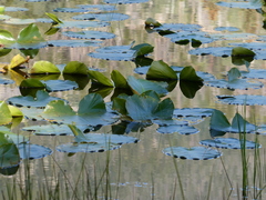 Nuphar polysepala