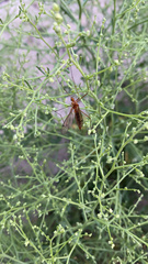 Nephrotoma ferruginea