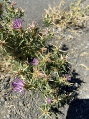 Centaurea calcitrapa