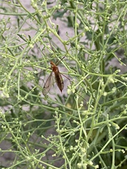 Nephrotoma ferruginea