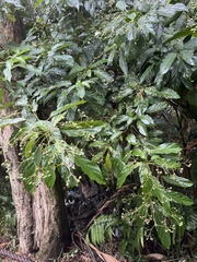 Clerodendrum cyrtophyllum