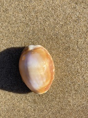 Lyncina vitellus