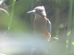 Alcedo atthis