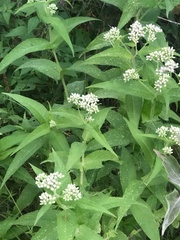 Eupatorium perfoliatum