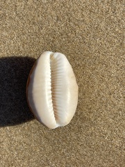 Lyncina vitellus