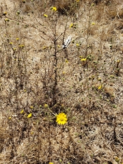 Hemizonia congesta lutescens