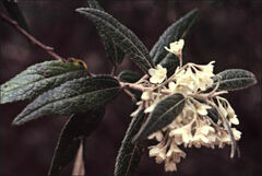 Asterotrichion discolor